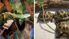 Unter den beschlagnahmten Tieren befanden sich Schildkröten und dieser Leguan.