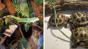 Unter den beschlagnahmten Tieren befanden sich Schildkröten und dieser Leguan.