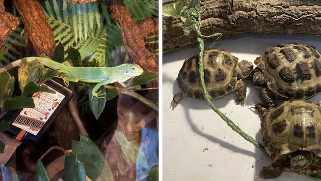 Unter den beschlagnahmten Tieren befanden sich Schildkröten und dieser Leguan.