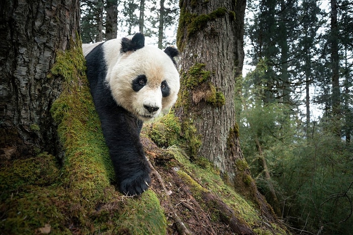 Wilder Riesenpanda in einem Naturschutzgebiet in Sichuan.