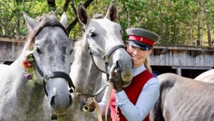 Nach einem unbeschwerten Sommer auf der Alm ging es für die weltberühmten Lipizzaner am Samstag ...