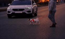 Beim Überqueren der Straße wurde der Mann vom Auto erfasst (Symbolbild).