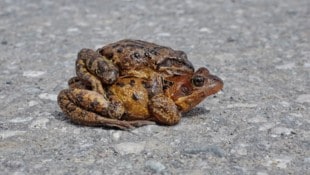 Amphibien haben es nicht leicht. 