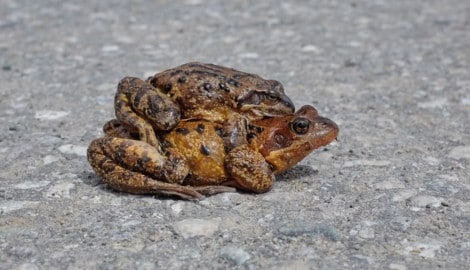 Amphibien haben es nicht leicht. 