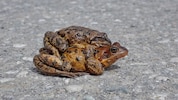 Amphibien haben es nicht leicht. 