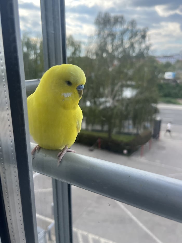 Wer schaut denn da neugierig in die „Krone“ Redaktion? Der kleine Vogel konnte gesichert werden ...