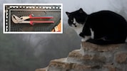 Mit einer Rohrzange (siehe oben) erschlug der Mann seine eigene Katze (Symbolbild).