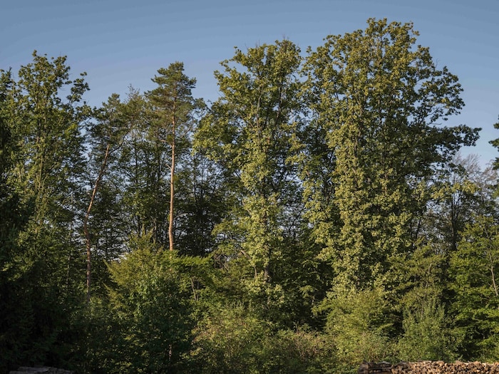 Der 2. Baum von rechts wäre dem armen Katzerl fast zum Verhängnis geworden.