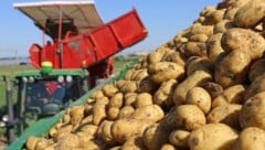 Österreichs Landwirte liefern rund 25.714 Tonnen Kartoffeln pro Jahr an Kelly’s. Mehr als ein ...