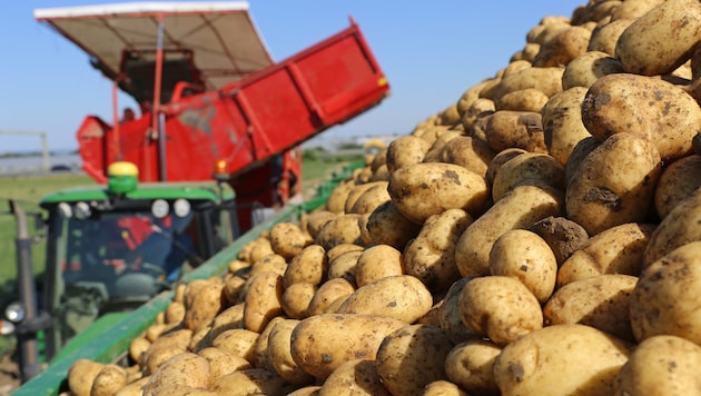 Österreichs Landwirte liefern rund 25.714 Tonnen Kartoffeln pro Jahr an Kelly’s. Mehr als ein ...