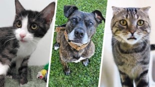 Ob Katze oder Hund, sie alle suchen einen schönen Platz zum Leben.
