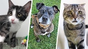 Ob Katze oder Hund, sie alle suchen einen schönen Platz zum Leben.