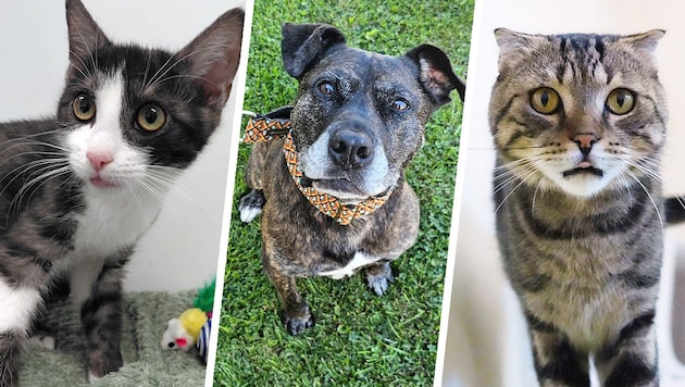 Ob Katze oder Hund, sie alle suchen einen schönen Platz zum Leben.
