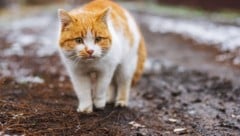 Es ist eine grundsätzliche Frage, welchen Stellenwert schwere Gewalt gegen Tiere in unserem ...