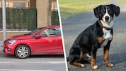 Der Entlebucher Sennenhund kletterte unbemerkt in den Renault Clio. (Symbolbilder)
