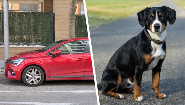 Der Entlebucher Sennenhund kletterte unbemerkt in den Renault Clio. (Symbolbilder)