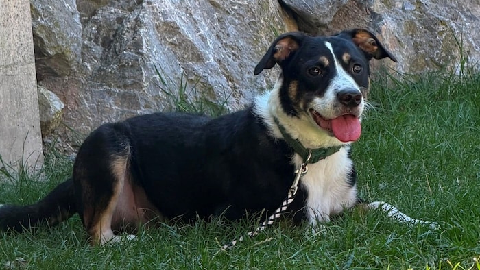 Dexter möchte noch ganz viel lernen