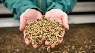 Reploid stellt aus organischen Reststoffen „hochwertige Rohstoffe für Landwirtschaft, Industrie ...