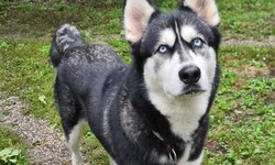 Izzy lebt derzeit im Tierheim Garten Eden.