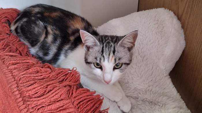 Mia sucht ein Zuhause