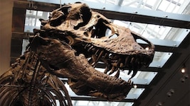Das Skelett von „Thomas the T. rex“ im Natural History Museum of Los Angeles County