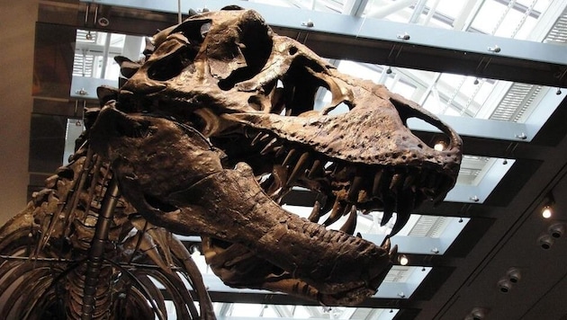 Das Skelett von „Thomas the T. rex“ im Natural History Museum of Los Angeles County