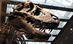 Das Skelett von „Thomas the T. rex“ im Natural History Museum of Los Angeles County