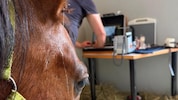 In Kärnten fehlen vor allem Großtierärzte.