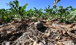 Die Rekord-Dürre im Sommer 2026 hatte der Landwirtschaft massiv zugesetzt. 