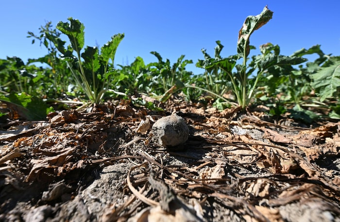 Der heurige Extremsommer verursachte allein in der steirischen Landwirtschaft einen Schaden von ...
