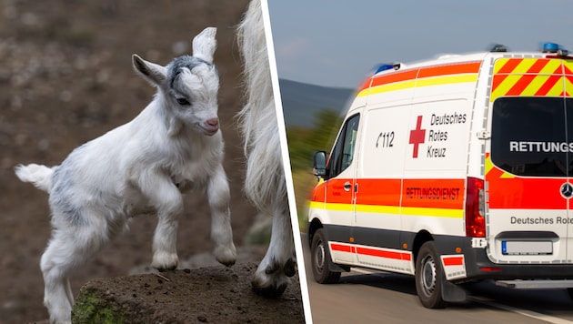 In einem Streichelzoo in Deutschland ereignete sich ein folgenschwerer Unfall.