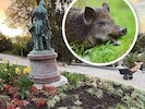 Im Kurpark Baden gibt‘s für Wildschweine derzeit ordentlich was zum Mampfen. Die Dürre in den ...