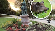 Im Kurpark Baden gibt‘s für Wildschweine derzeit ordentlich was zum Mampfen. Die Dürre in den ...