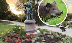 Im Kurpark Baden gibt‘s für Wildschweine derzeit ordentlich was zum Mampfen. Die Dürre in den ...