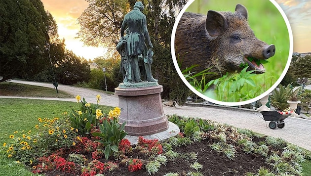 Im Kurpark Baden gibt‘s für Wildschweine derzeit ordentlich was zum Mampfen. Die Dürre in den ...