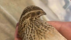 Der kleine Vogel ist jetzt in einer Auffangstation.