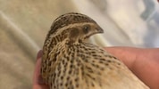 Der kleine Vogel ist jetzt in einer Auffangstation.