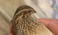 Der kleine Vogel ist jetzt in einer Auffangstation.