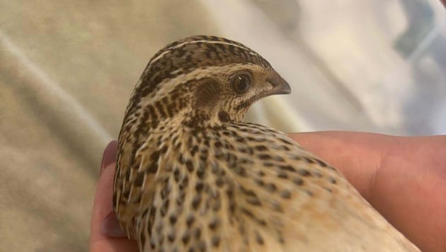 Der kleine Vogel ist jetzt in einer Auffangstation.