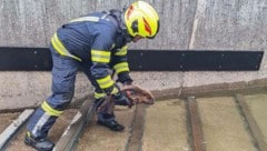 Kameraden der Feuerwehr Bad Goisern halfen dem Nagetier.