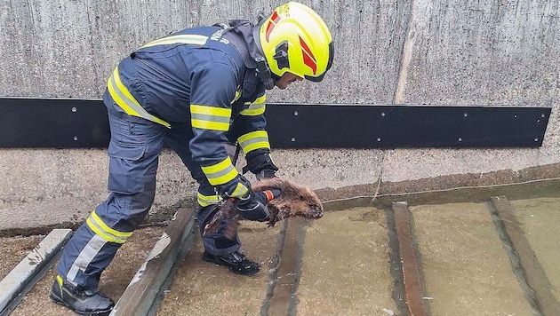 Colleagues from the Bad Goisern Fire Department helped the rodent.