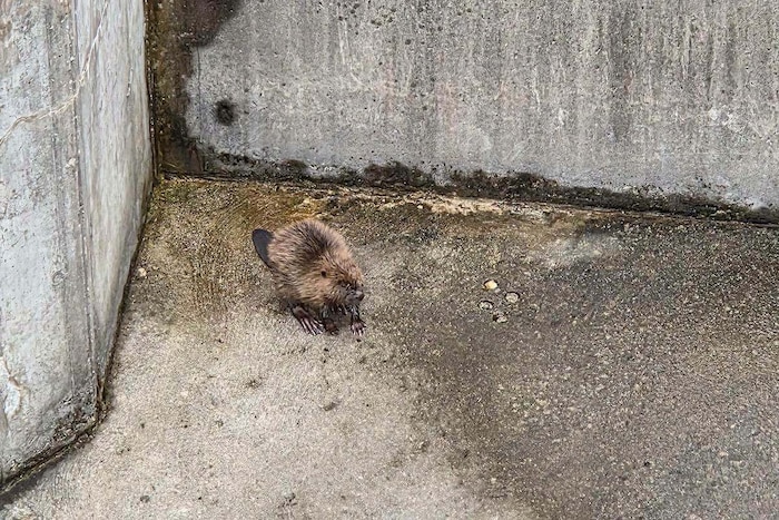 The animal was trapped in the dry basin.