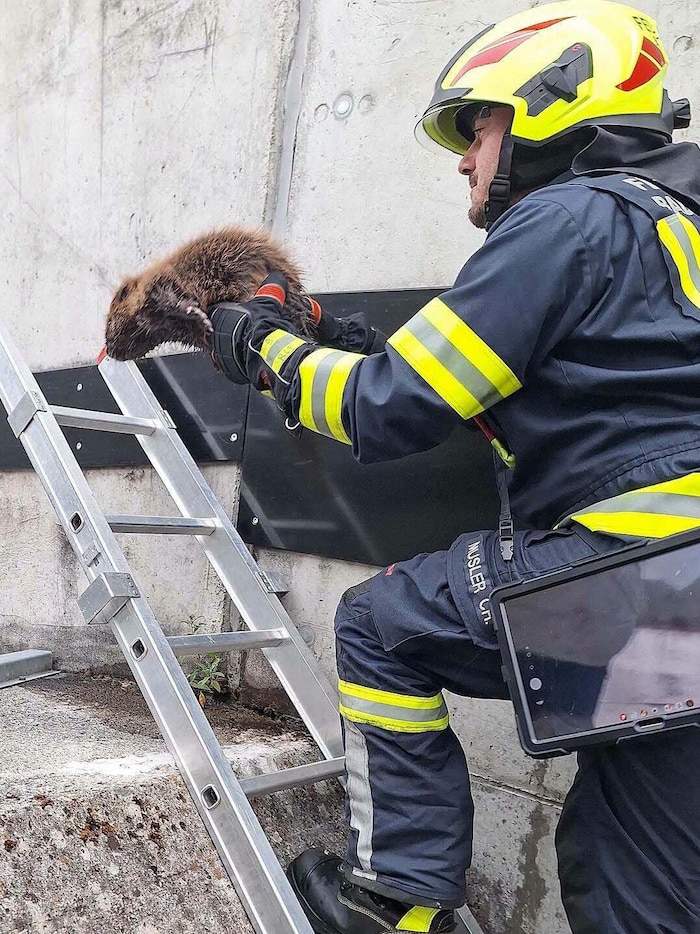 The beaver was brought to the surface via a ladder.