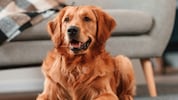 In den USA hat ein Golden Retriever seinen Auftrag als Wachhund gehörig verfehlt (Symbolbild).
