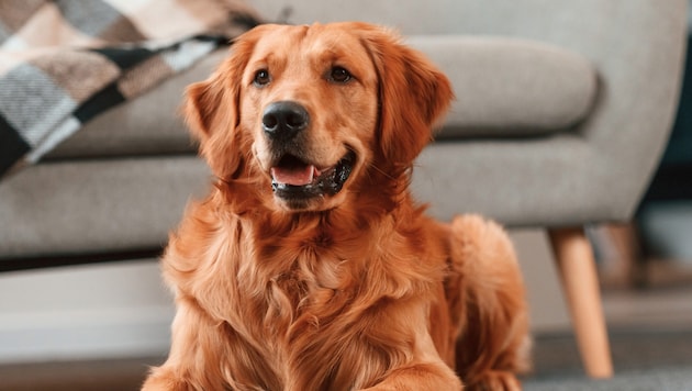 In den USA hat ein Golden Retriever seinen Auftrag als Wachhund gehörig verfehlt (Symbolbild).