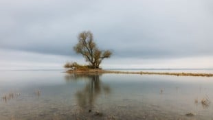 Die Schönheit der Melancholie: Herbstliche Stimmung am Rheinspitz in Gaißau.