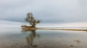 Die Schönheit der Melancholie: Herbstliche Stimmung am Rheinspitz in Gaißau