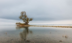 Die Schönheit der Melancholie: Herbstliche Stimmung am Rheinspitz in Gaißau