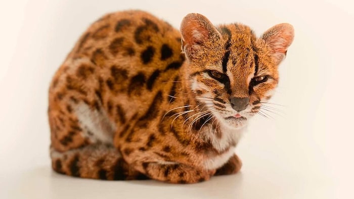 Zum ersten Mal seit einem Jahrhundert wurde eine neue Katzenart entdeckt: Der Leopardus tilcayo ...