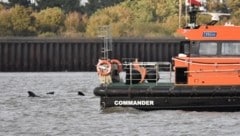Fotos zeigen die Rückenfinnen der Tiere, die aus dem Wasser ragen, während sie um ein Schiff der ...
